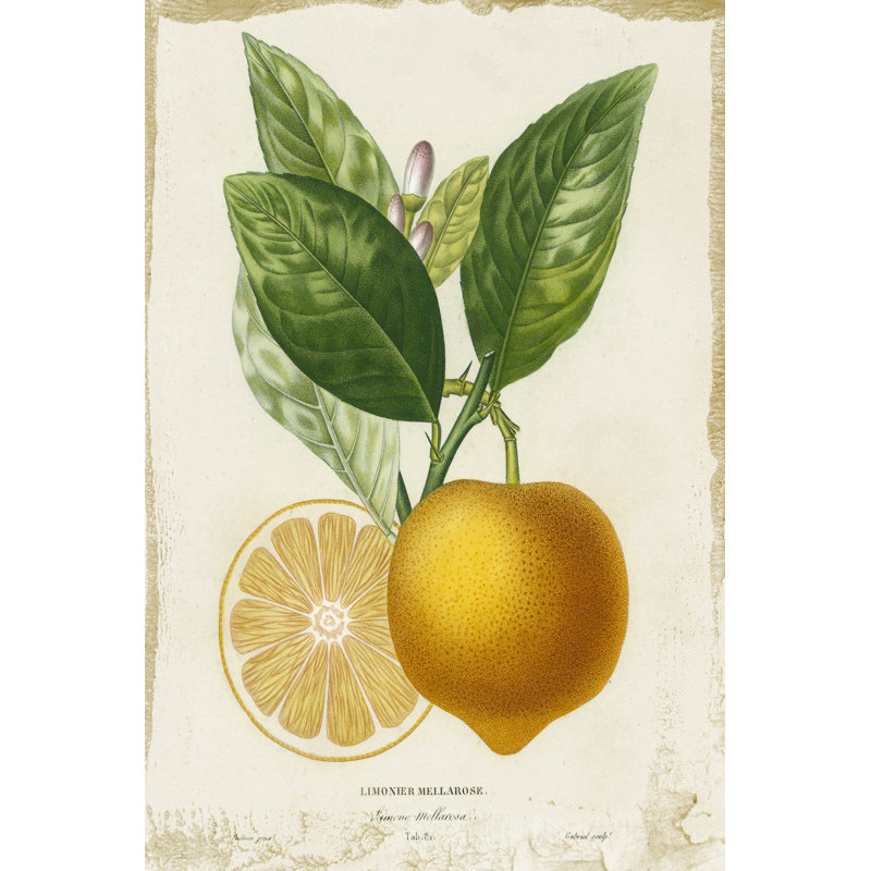 French Lemon III - Wrapped Canvas Painting, 122 cm H x 81 cm W, Wrapped Canvas