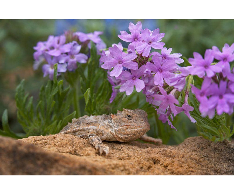 «Red Barrel Studio® Fitzharris, Tim», reproduction d'art sur toile tendue: Horny toad lézard parmi la verveine des prairies