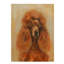 « abricot caniche », reproduction de peinture à l’acrylique sur toile tendue-33536583