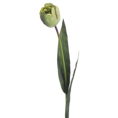 Anastasija Arrangement