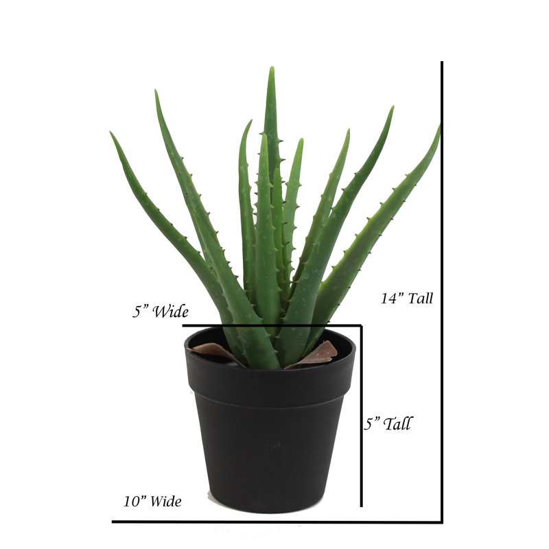 Aloès en pot, H 14 po x l 9 po x P 9 po