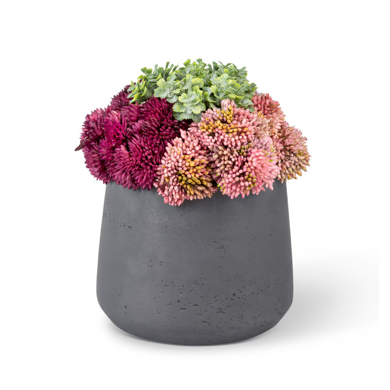 Leigh Sedum Arrangement