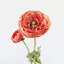 Ranunculus Faux Floral-1373698712