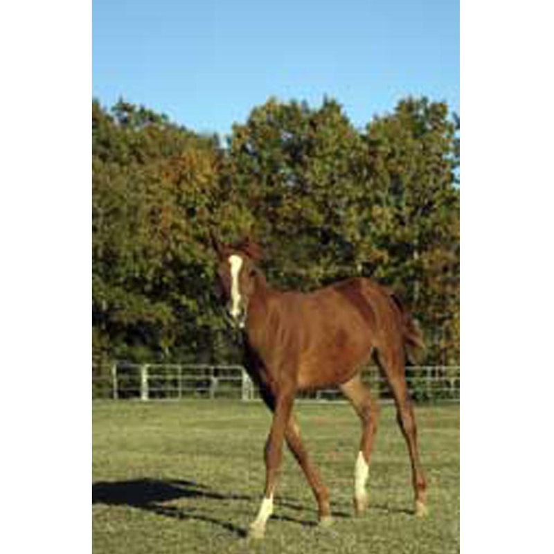 Horse Animals Non-Wall Damaging Wall Decal, 48" H x 31.5" W x 0.1" D