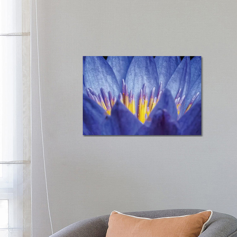 Lotus #2 - Wrapped Canvas Print, 45.72cm H x 66.04cm W x 1.905cm D