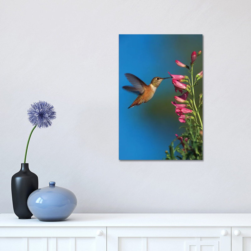 Rufous Hummingbird Feeding On Flowers, New Mexico by Tim Fitzharris - Wrapped Canvas Gallery-Wrapped Canvas Giclée