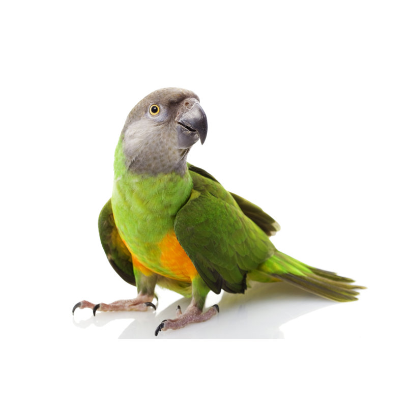 Senegal Parrot by Amwu - Wrapped Canvas Print, 51cm H x 76cm W x 3.8cm D