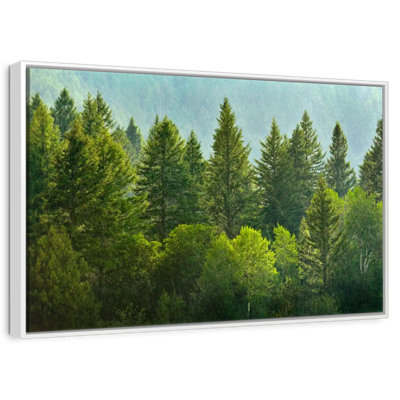 Lush Green Pine Trees