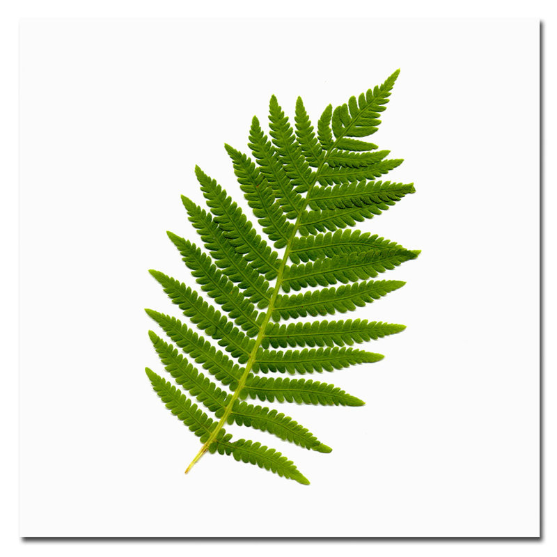 " Simple Fern " by Kathie McCurdy, 24" H x 24" W x 2" D