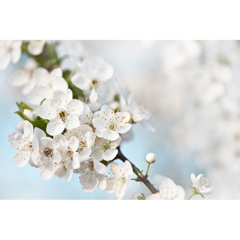 Apple Blossom by Jasmina007, 24" H x 36" W