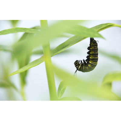 Caterpillar Hanging by Skodonnell