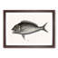 Porgy Fish by Mark Catesby - Picture Frame Painting Print-55767099-55767100