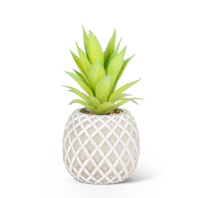 Plante grasse dans une plante ananas