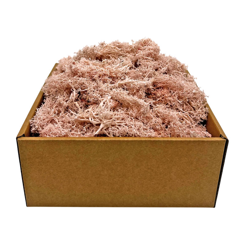 Mousse rose conservée décorative pour bricolage, terrariums, décoration intérieure, H 2 po x l 9,5 po x P 9,5 po