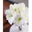 Amaryllis artificiel blanc 19,5 po-1479684142