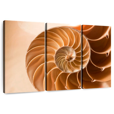 Aletra Nautilus Shell Inside