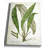 " Botanical Plate XXI " Graphic Art Print-22188558