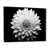 Cadre flottant noir