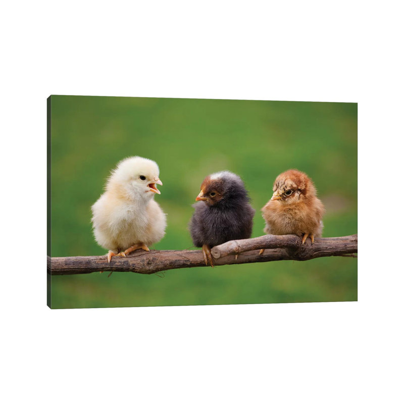 Babys by Goran Anastasovski - Wrapped Canvas Print, 20.32 cm H x 30.48 cm W
