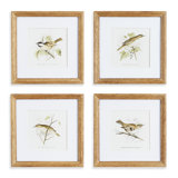 Perching Bird Set