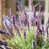 Mauve sélectionné