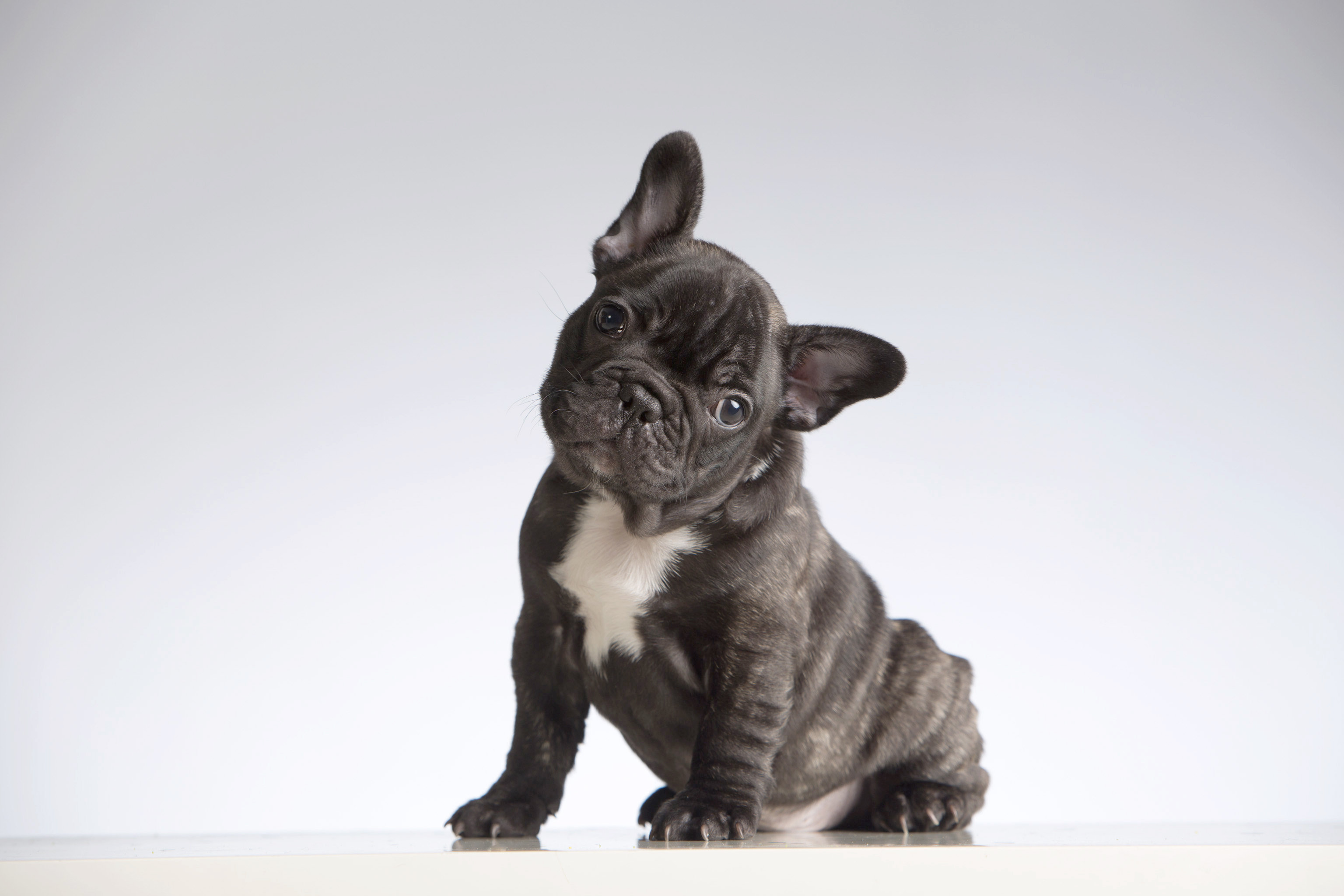 Baby gray hot sale french bulldog