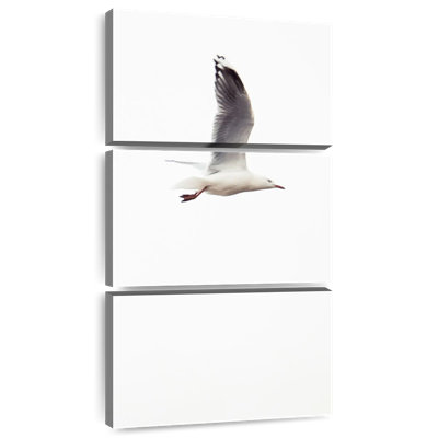 Seagull Flying