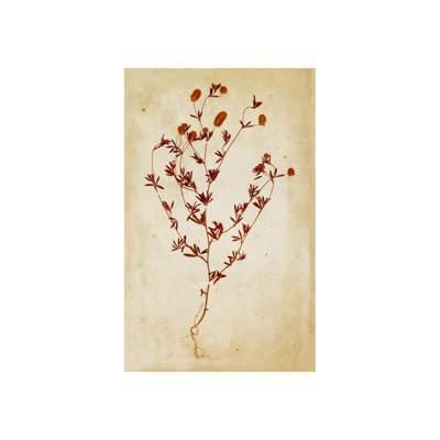 Pressed Flowers V by Michelle Bennett - Graphic Art