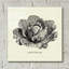 «Linen Légumes BW Sketches» par Studio Mousseau-725794628