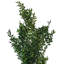 Faux Ruscus Plant