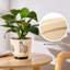 Ceramic Pot Planter