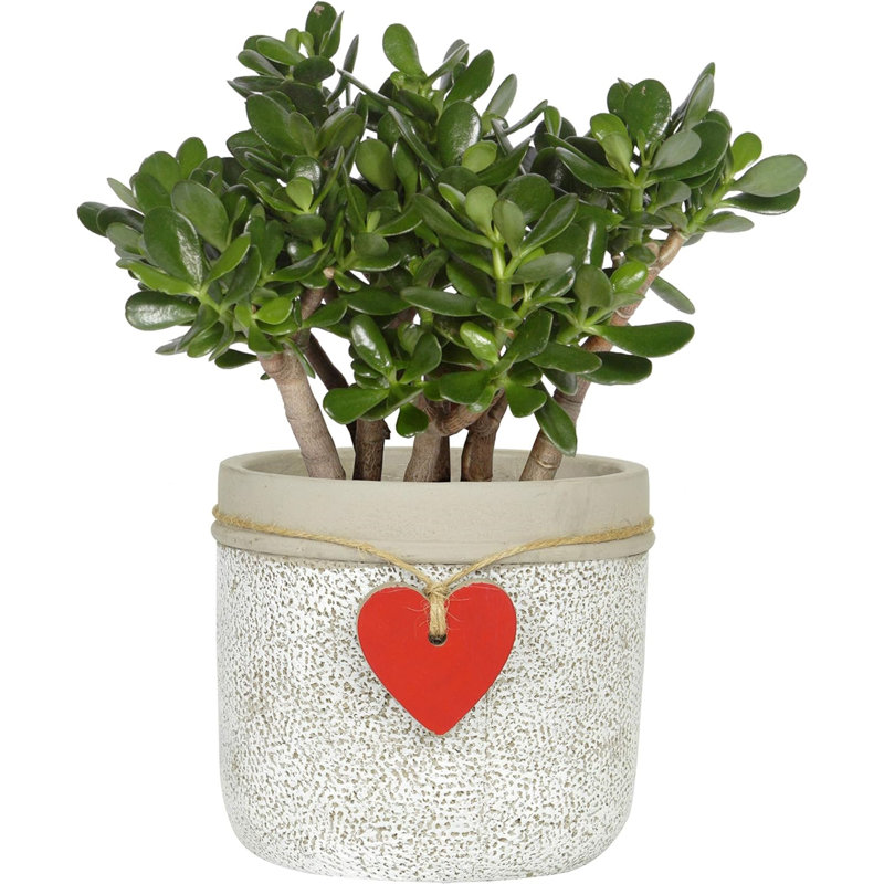 Kushamvir Pot Planter, 5" H x 5.50" W x 5.50" D