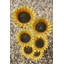 Weather Resistant Distinctive Fountain
