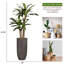 Panama artificiel 65 po Dracaena en pot