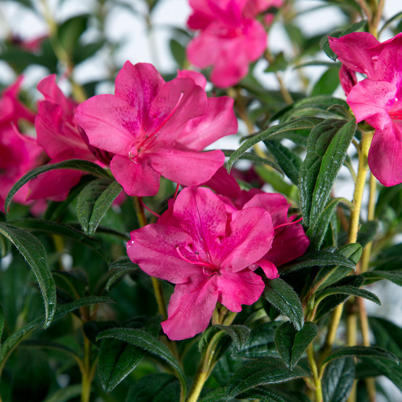 1 Gallon Autumn Jewel Encore Azalea - Pink Blooming Azalea with Petite Flowers