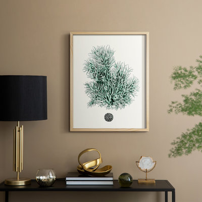 Antique Coastal Coral V Framed Print - Solid Wood
