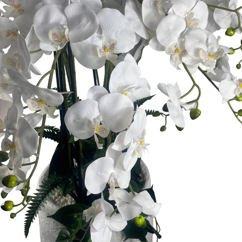 Anneus 150cm Plant