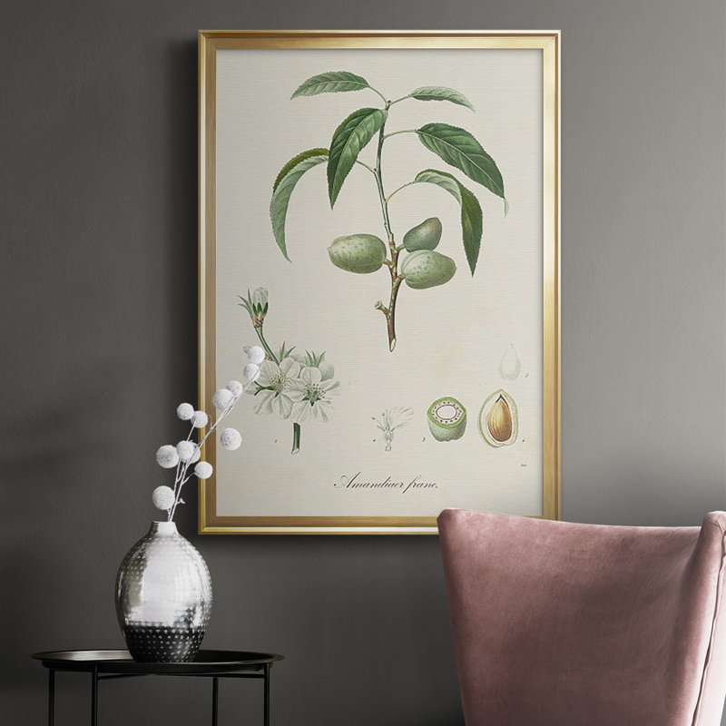 Antique Ammond Botanical I, reproduction d'art encadrée, Or, H 36,5 po x l 26,5 po x P 1 po