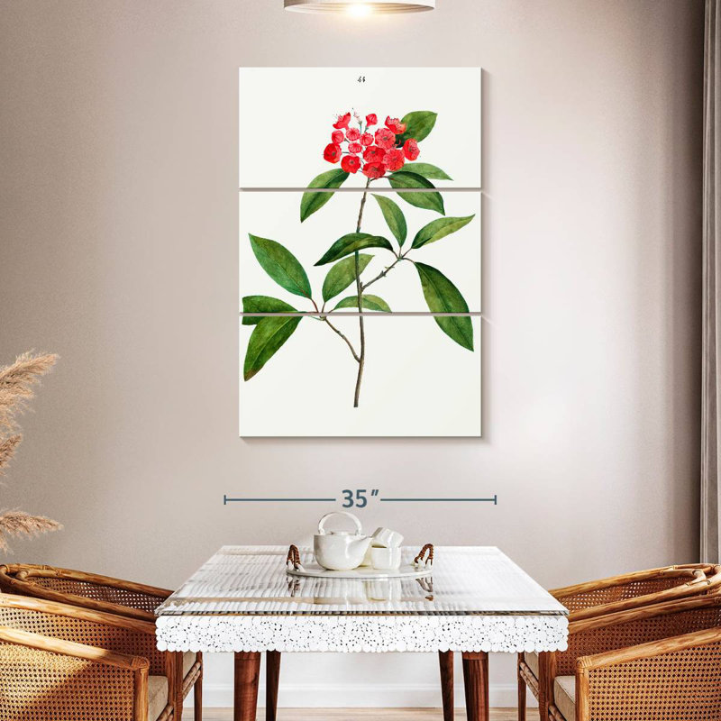Keiri Mountain-Laurel Kalmia Latifolia, 50" H x 32" W