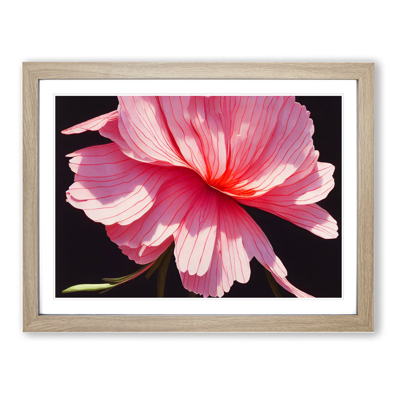 Splendorous Carnation Flower - Framed Print, 46cm H x 64cm W x 2cm D, Oak