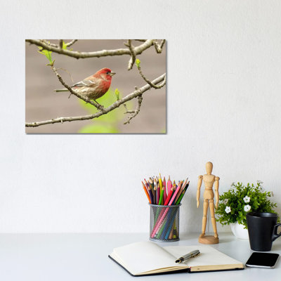 «House Finch» par Brian Wolf - photographie sur toile tendue