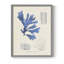 «Blue Marine Algae», reproduction encadrée en bois massif-221584373-221584374