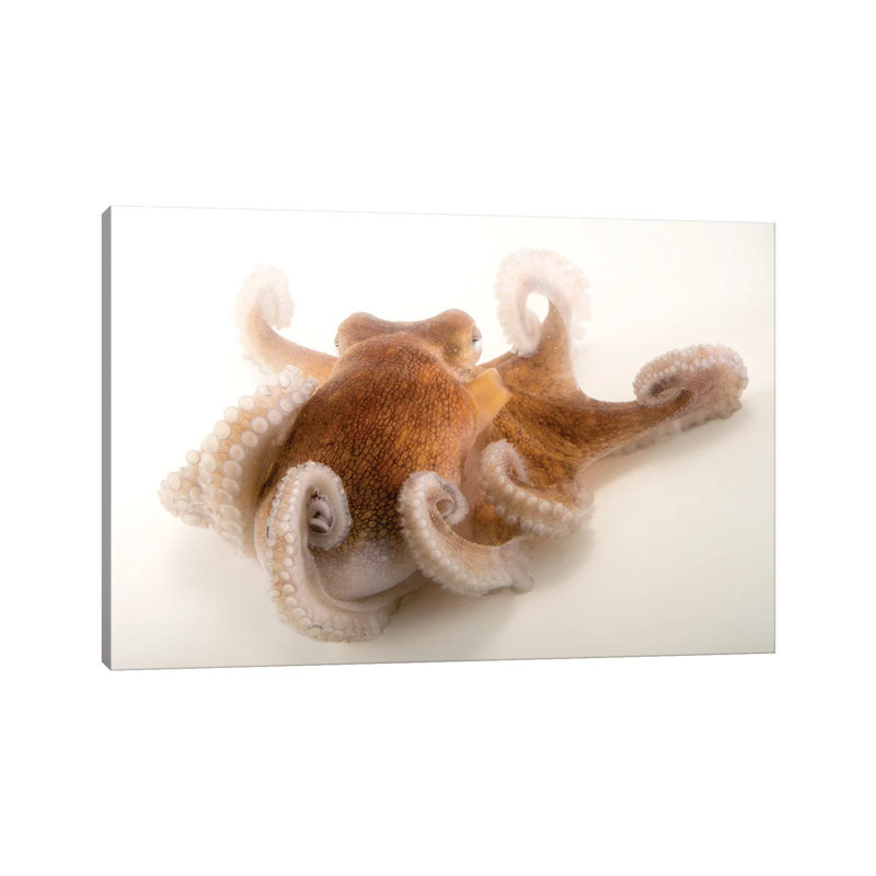 A Common Octopus At Gulf Specimen Marine Lab And Aquarium by Joel Sartore - Gallery-Wrapped Canvas Giclée on Canvas, Canvas