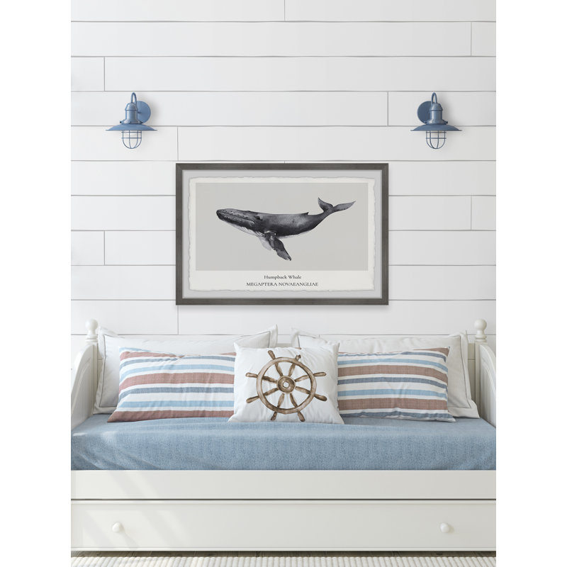 Megaptera Novaeangliae - Single Picture Frame Print, 38cm H x 45cm W x 3.81cm D