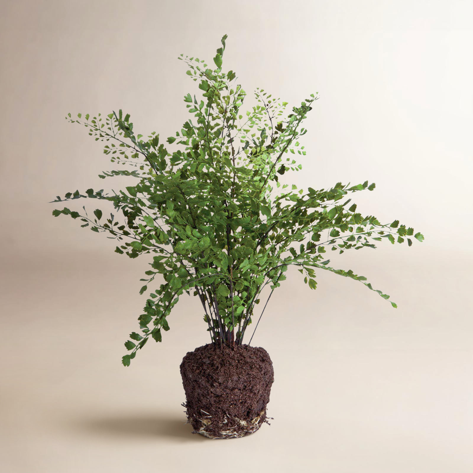 18" Fern Plant