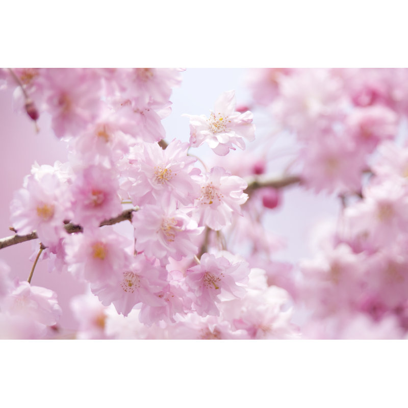 Weeping Cherry Tree by Y-studio - Wrapped Canvas Print, 61cm H x 91cm W x 3.8cm D