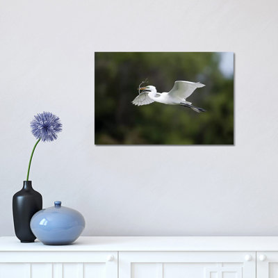 Great Egret Carrying Nesting Material, Florida 1 Piece Wrapped Canvas Painting