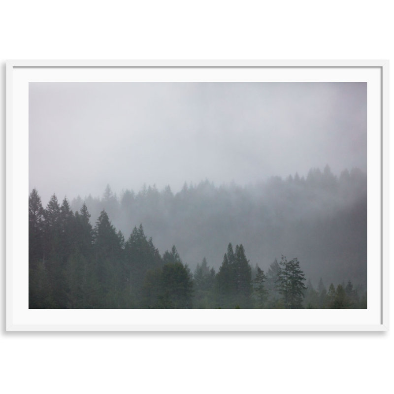 Redwoods In The Fog Print by Carly Tabak, 25" W x 18" H, White Wood