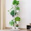 Plant Stand-1119062097