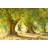 Olive Trees in Olive Grove by Spooh-1860351706